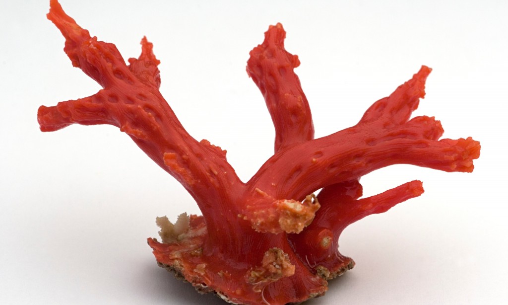 red coral