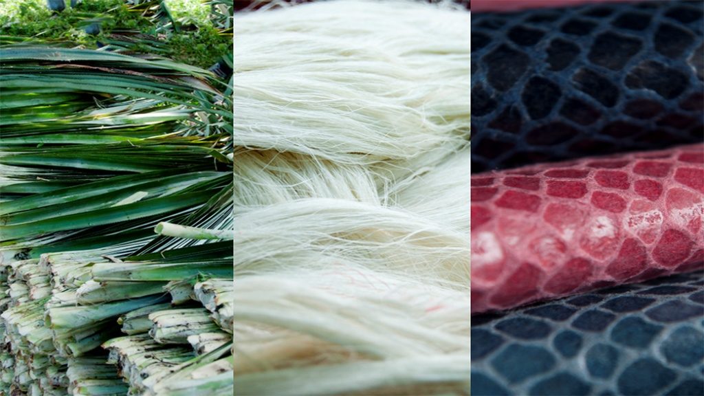 hijosa 在伦敦成立了自己的公司 ananas anam,雇佣菲